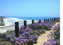 Del Mar California beach