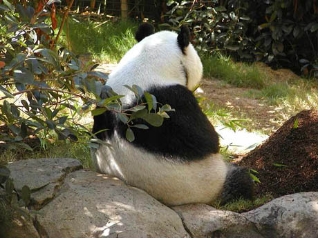Picture of Giant Panda at San Diego Zoo